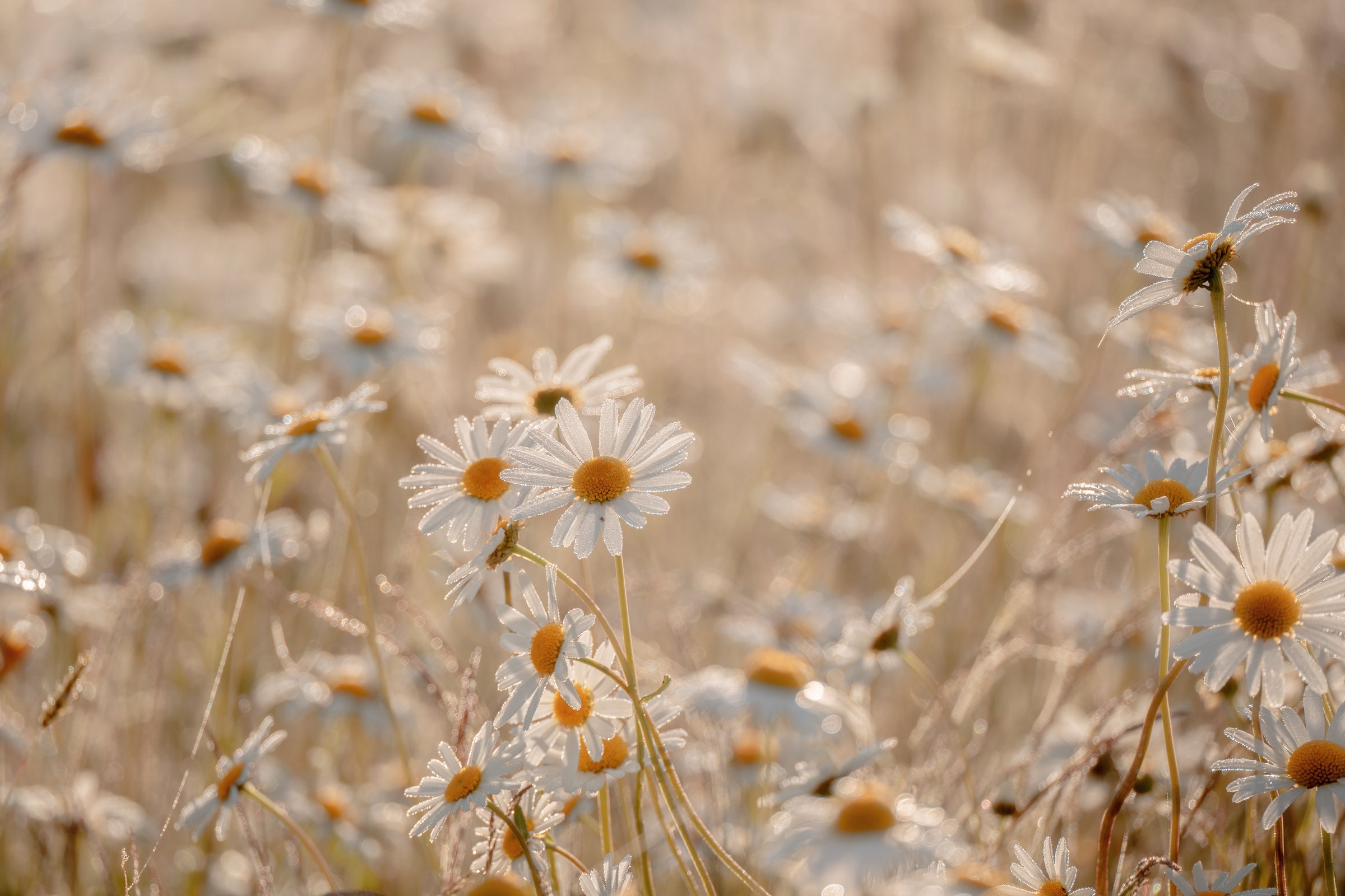 Daisy meadow in sunrise, beige aesthetic background